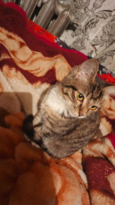 Отдам котёнка в добрые руки