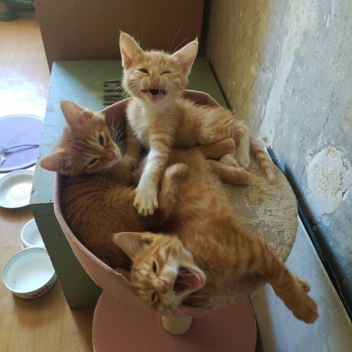 Котята в добрые руки