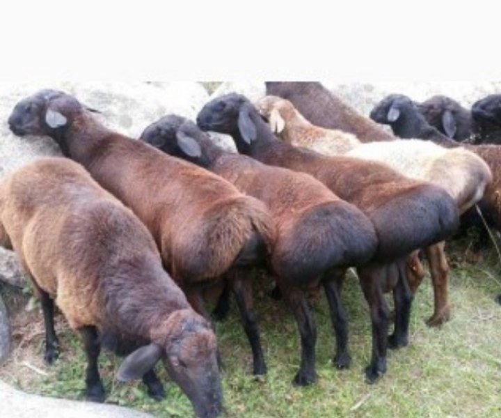 qo'chqorlar 79000 dan qassob xizmati ham bor