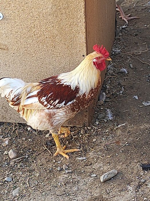 Продам молодых петушков