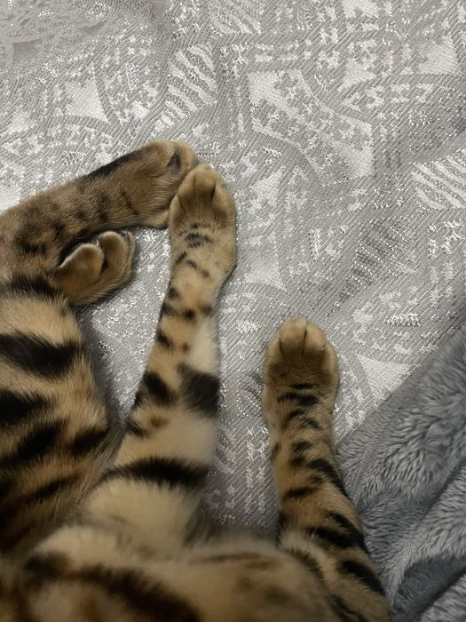 Бенгал 9-10месяц