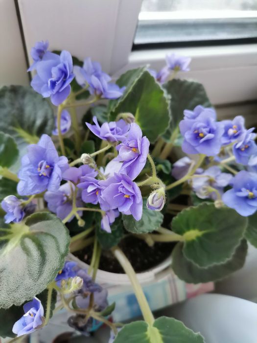 Продам цветущие фиалки и  
 герань.