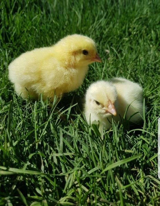 Суточные цыплята бройлера Кобб 500