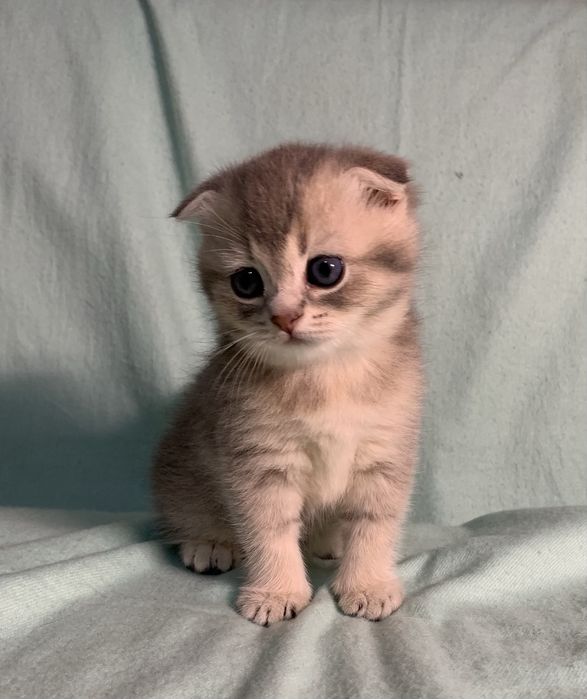Кошечка шотландская