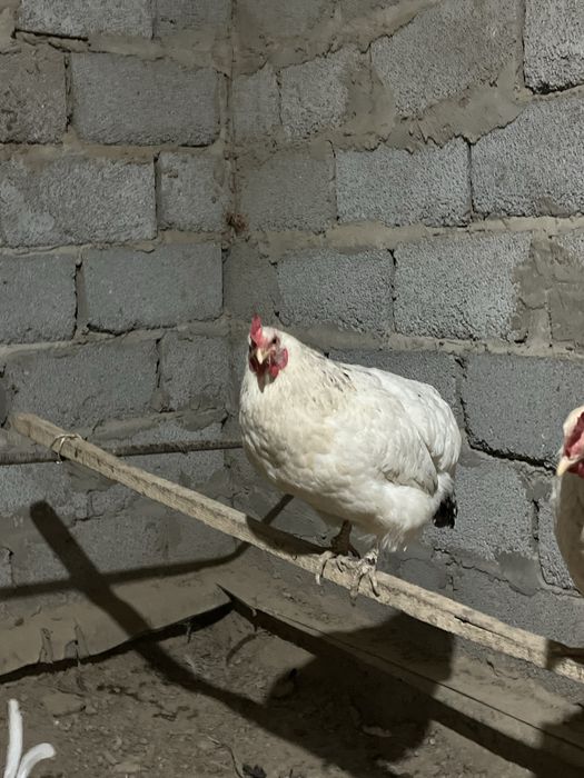 бағасы түспейді