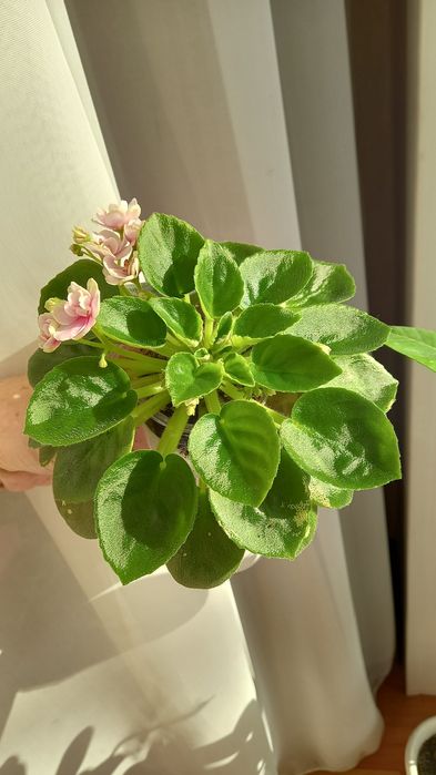 Фиалки сортовые.