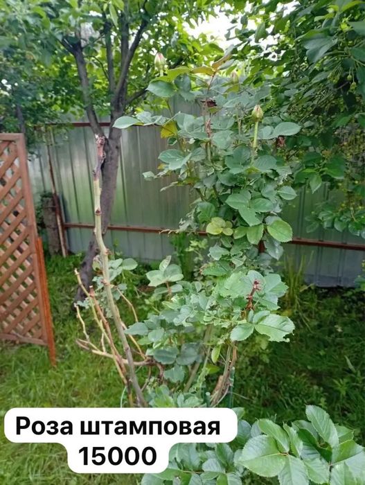Растения и цветы