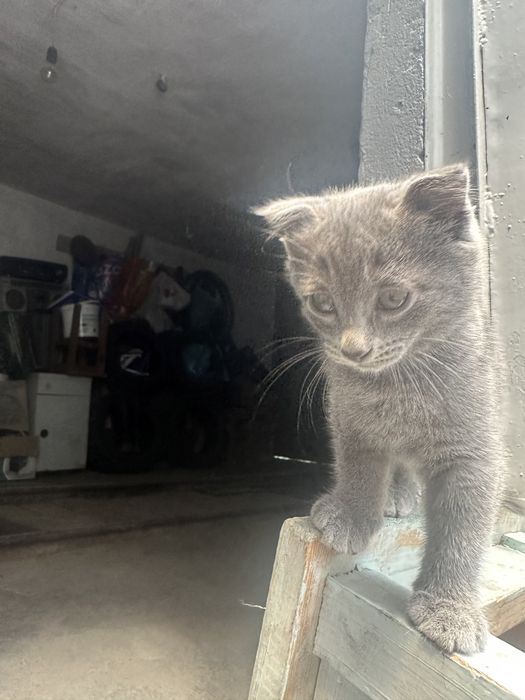 Отдам котенка в добрые руки