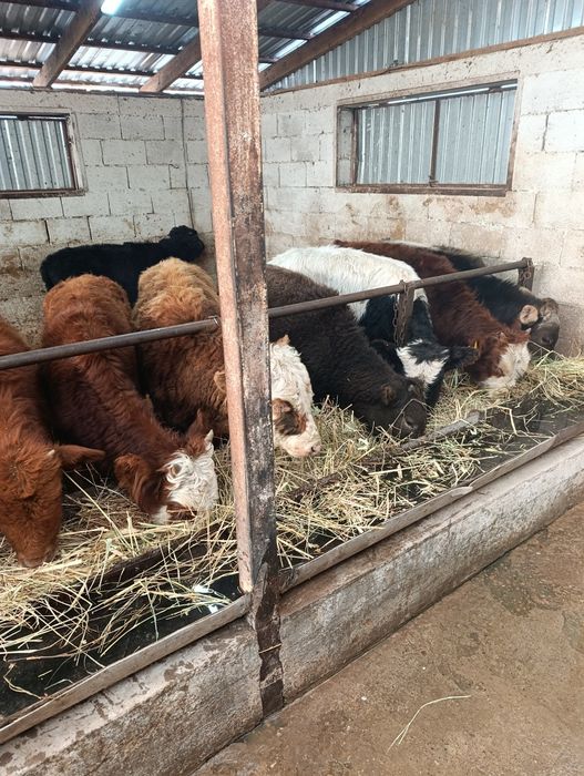 Продаются бычки подсосы