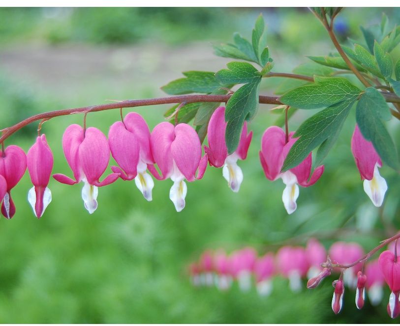 Многолетнее растение