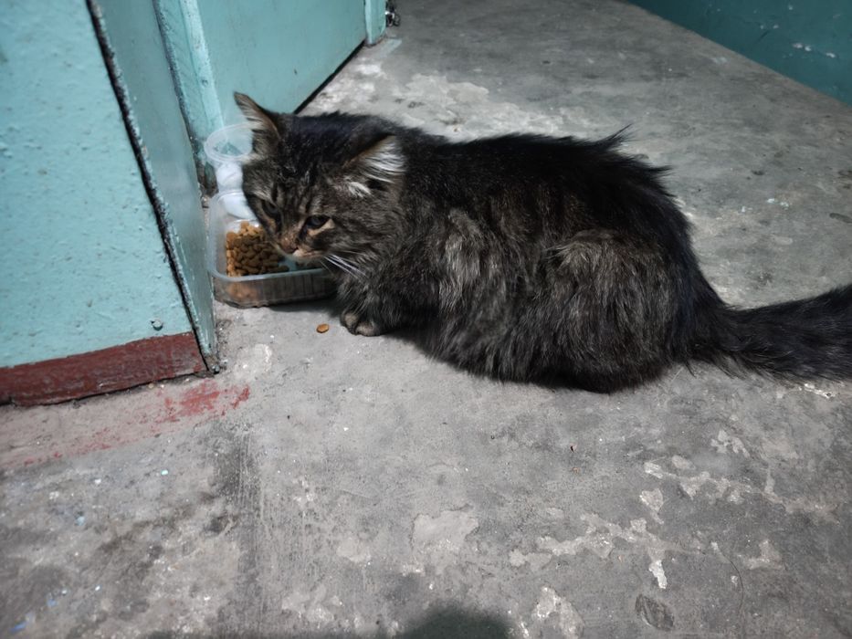 Найдена кошка, появилась в подъезде 24 января,во 2ом Аксае