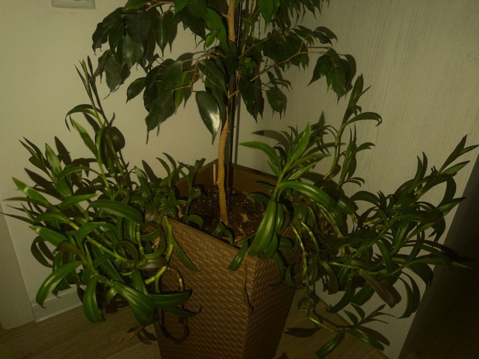 Комнатные цветы "Фикус Бенджамина"