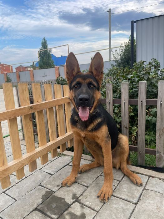 Щенки немецкой овчарки