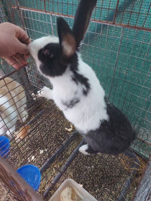 Iepuroi,  9 luni , 150 lei/buc