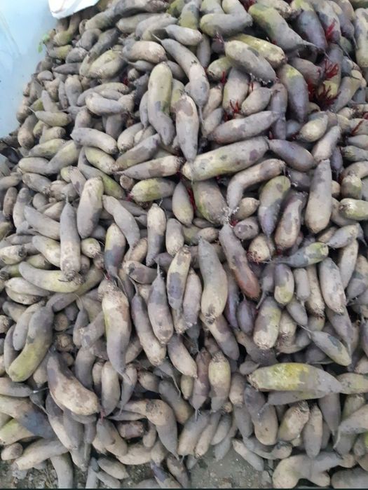 Morcov,țelina, ridichie si sfeclă rosie