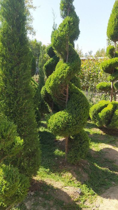 Assalom aleykum daraxt ekish va shakl berish Toshkent boʼylab