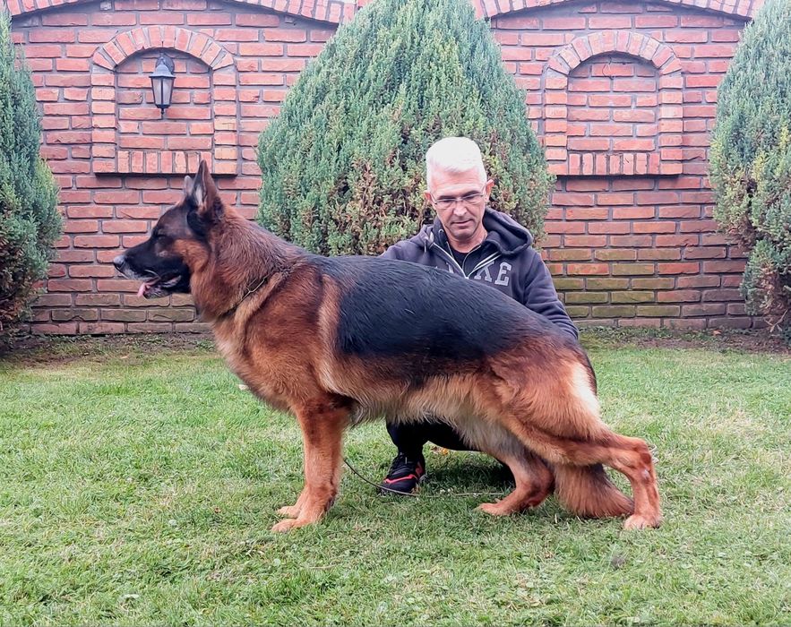 Top, cățeluș cu pedigree, ciobănesc german