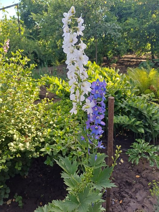 Продам многолетние цветы