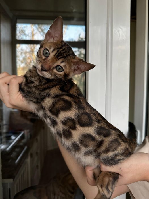 Бенгальские котята