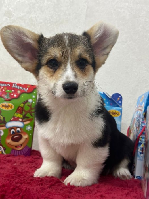 Вельш-корги пеброк девочка