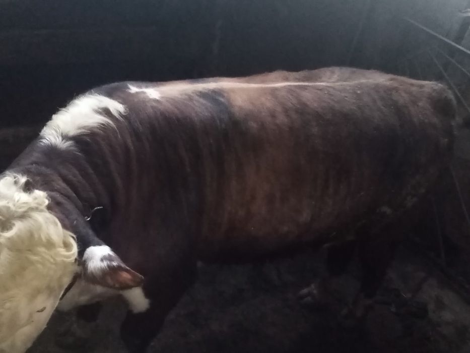 Продаётся  бычок