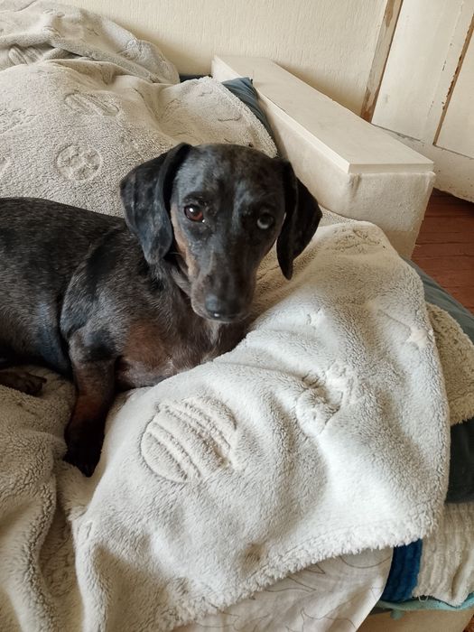 Ищем мальчика мини таксы для вязки