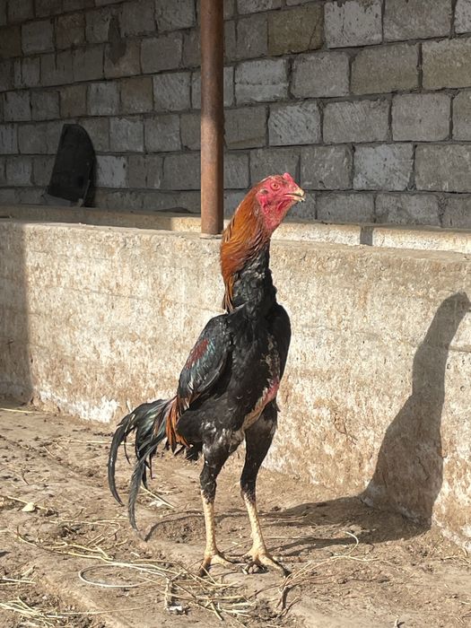 Дакан қораз сатылады