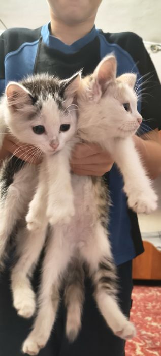 Отдам котят в хорошие руки