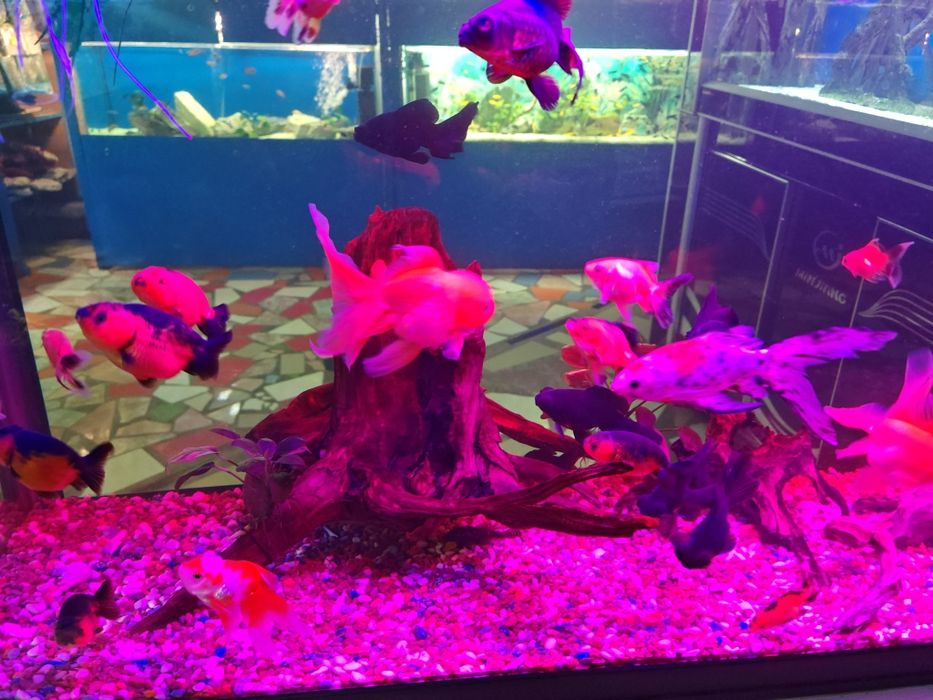 Аквариумные рыбки