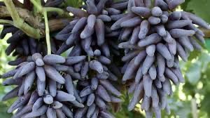 Butasi vita de vie!!!