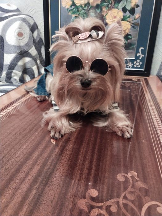 Мини Йорк ждёт невест