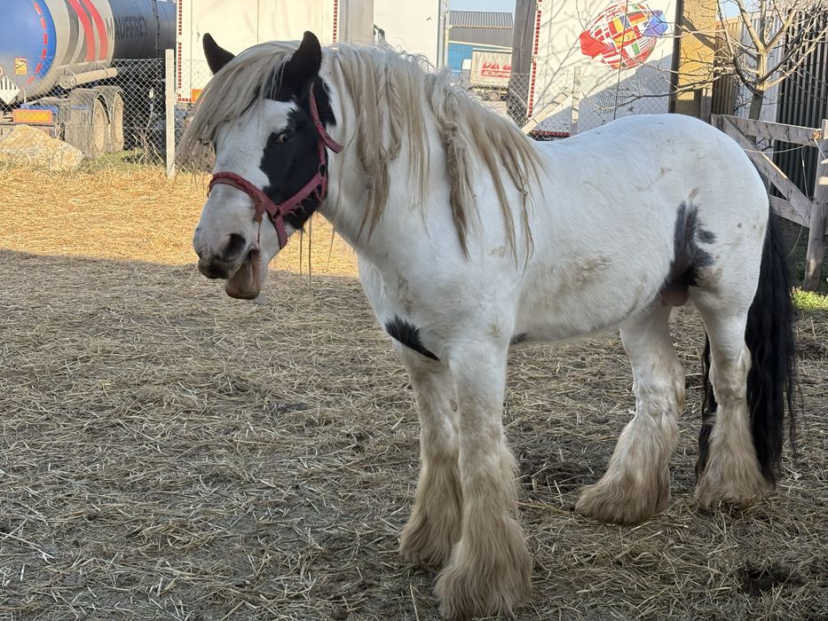 Vand armasar Irish Cob(gipsy vanner)
