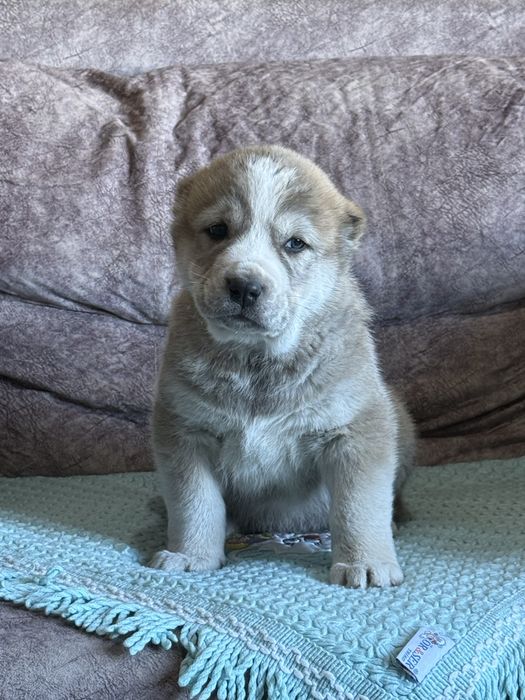 Щенок Алабая,Щенята,Собаки