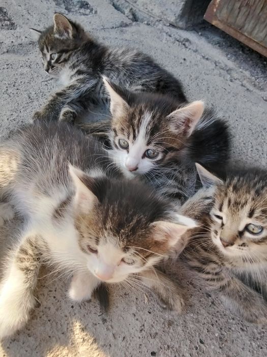 Отдам котят месячные
