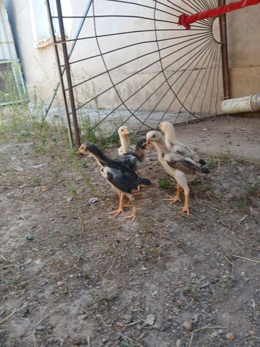 Dakan jojala sotiladi 7 ta