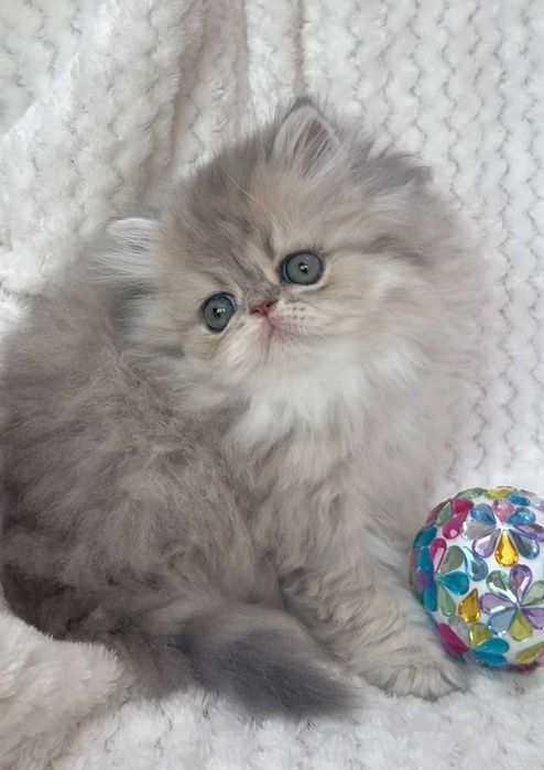 pisica persana chinchilla cu pedigree