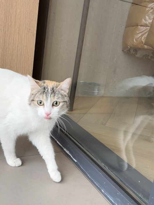 Кошка ТАСЯ ищет семью. Стерилизованв