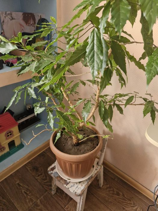 Шикарные цветы по 1000