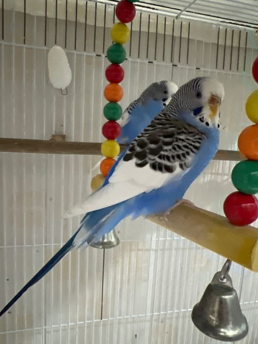 Papugay Valnisti Волнистый попугай kopaytirishga