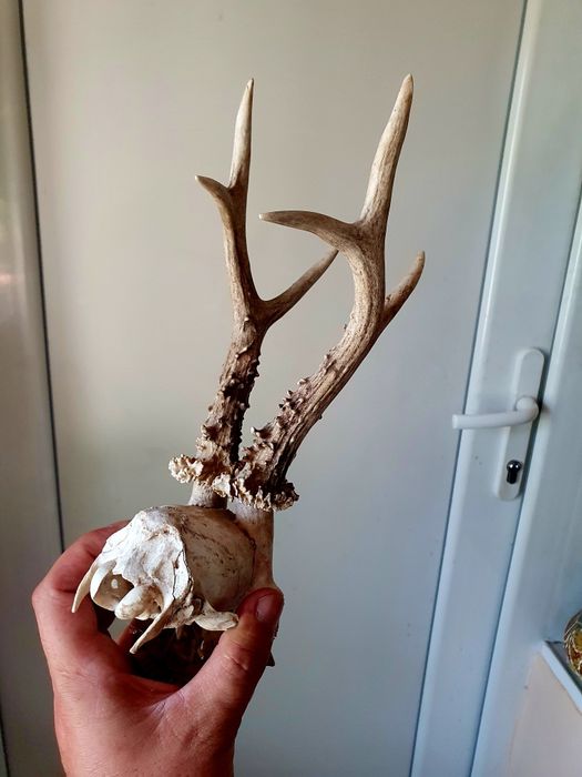 Два Трофея от сръндак перфектно състояние!