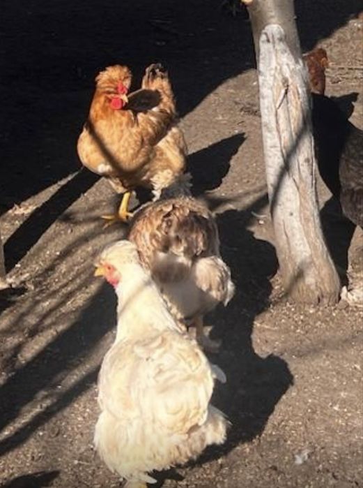 Oua incubat Gaini Motate,Barboase,Incaltate,Metisate