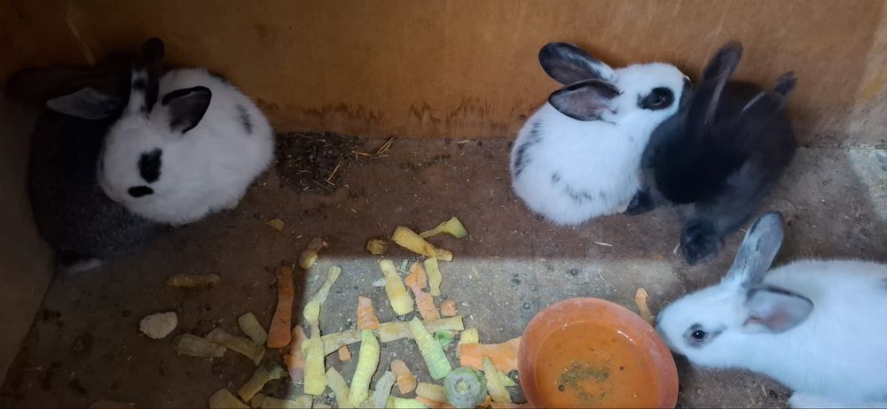 Quyonlar sotiladi кролик