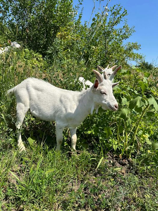 De vânzare pereche de capra și țap sanen în vârstă de 5 luni!