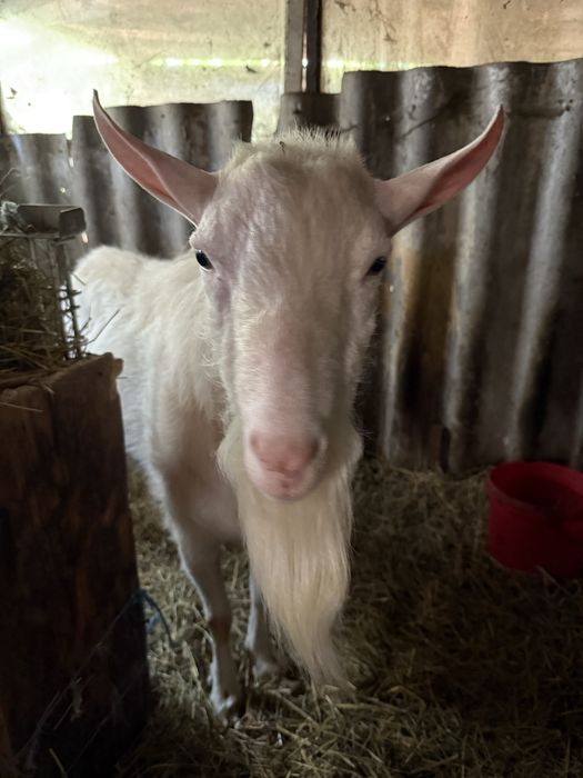 Vand tap de 2 ani bun de prasila