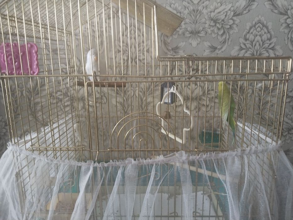 Попугаи с клеткой.