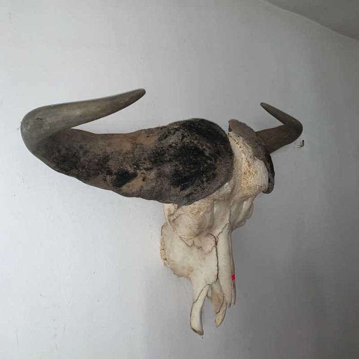 Trofeu cap de bivol african