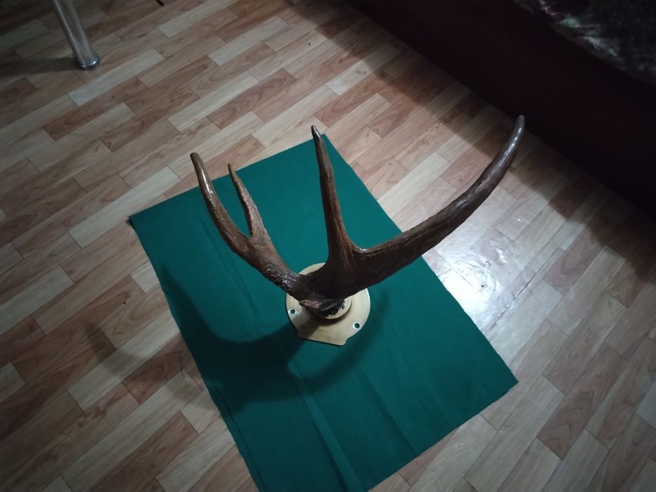 Натуральные рога. Советские. Марал.