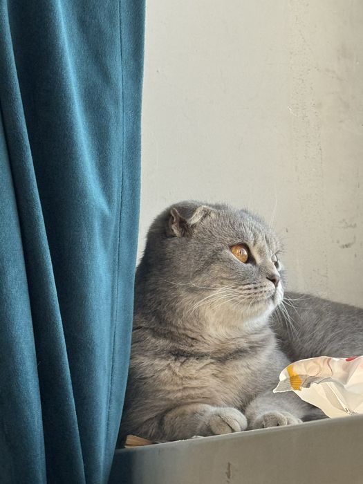 Skotish Fold toza zod 7 oylik sog’lom