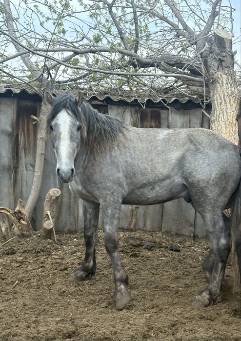 Продается крупная кобыла, байтал и жеребцы