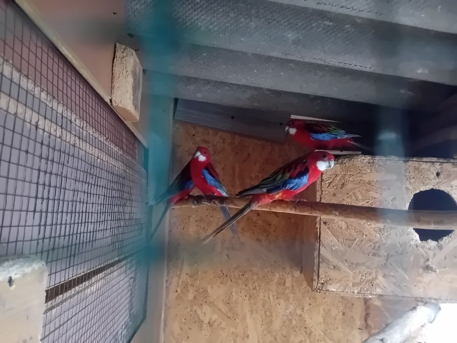 2 perechi  Rosela rubin